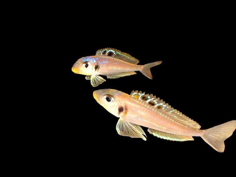 Xenotilapia sp. 'bathyphilus yellow' Kekese